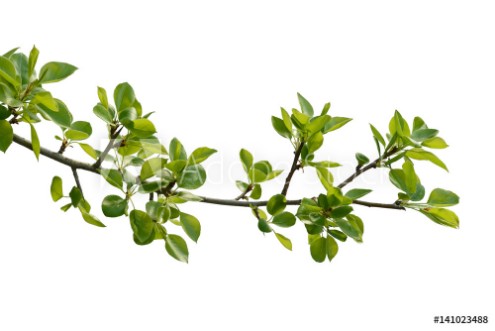 Bild på Branch of pear wood